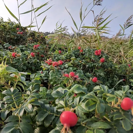 9 Person In Hurup Thy-by Traum Σπίτι διακοπών